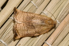 Archips podana