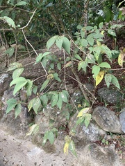 Callicarpa formosana formosana