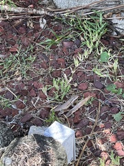 Leiocephalus carinatus