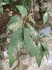 Callicarpa formosana formosana