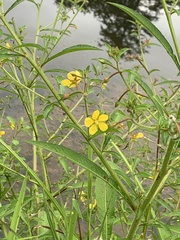 Ludwigia leptocarpa