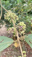Callicarpa formosana formosana
