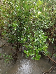 Aegiceras corniculatum