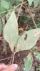 Callicarpa formosana formosana