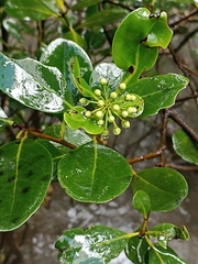 Aegiceras corniculatum