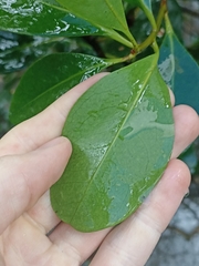 Aegiceras corniculatum