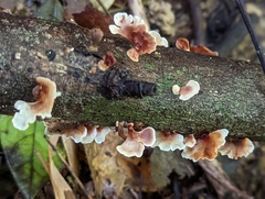 Stereum gausapatum