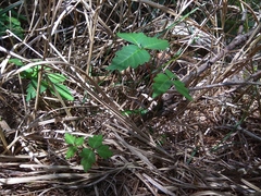 Toxicodendron orientale