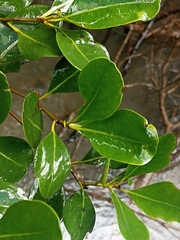 Aegiceras corniculatum