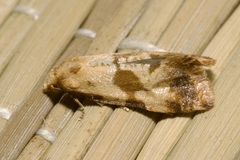 Phalonidia contractana