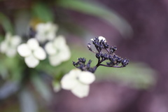Hydrangea kwangsiensis