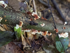 Stereum gausapatum