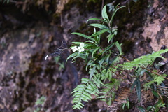 Hydrangea kwangsiensis