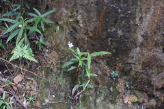 Hydrangea kwangsiensis