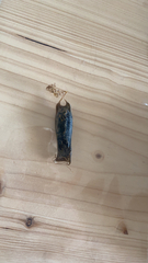 Scyliorhinus canicula