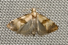 Phalonidia contractana
