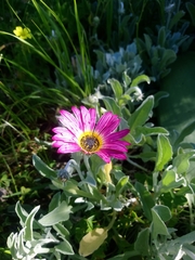 Arctotis stoechadifolia