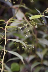 Gaultheria leucocarpa