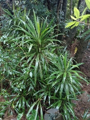 Cordyline stricta