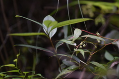 Gaultheria leucocarpa