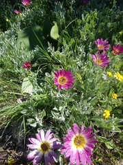 Arctotis stoechadifolia