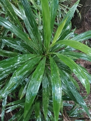 Cordyline stricta