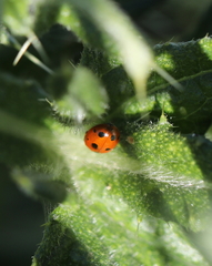 Coccinella undecimpunctata