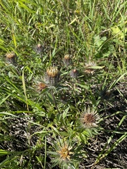 Carlina biebersteinii