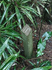 Cordyline stricta