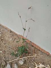 Lactuca serriola