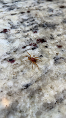 Dysdera crocata