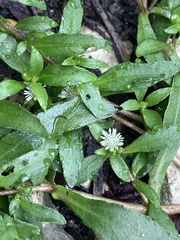 Eclipta prostrata