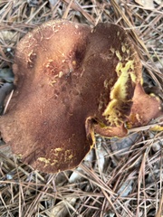 Phylloporus