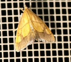 Evergestis limbata