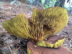Phylloporus