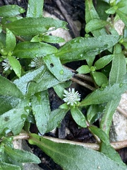 Eclipta prostrata