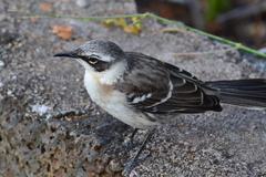 Mimus parvulus