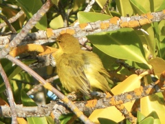 Setophaga petechia aureola