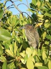 Butorides striata sundevalli