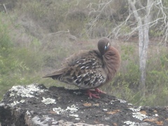 Zenaida galapagoensis