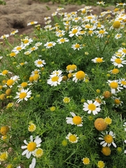 Tripleurospermum maritimum
