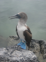 Sula nebouxii excisa