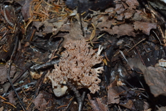 Ramaria rasilispora