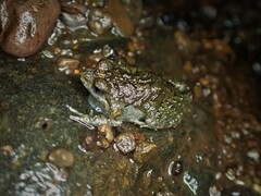 Pseudophryne bibronii
