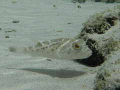 Sphoeroides annulatus