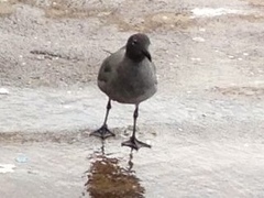 Leucophaeus fuliginosus