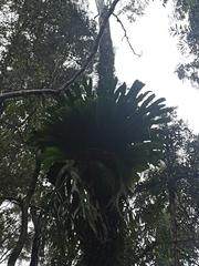 Platycerium superbum