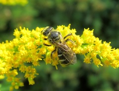 Lasioglossum sexnotatulum
