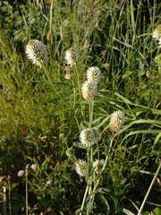 Trifolium montanum