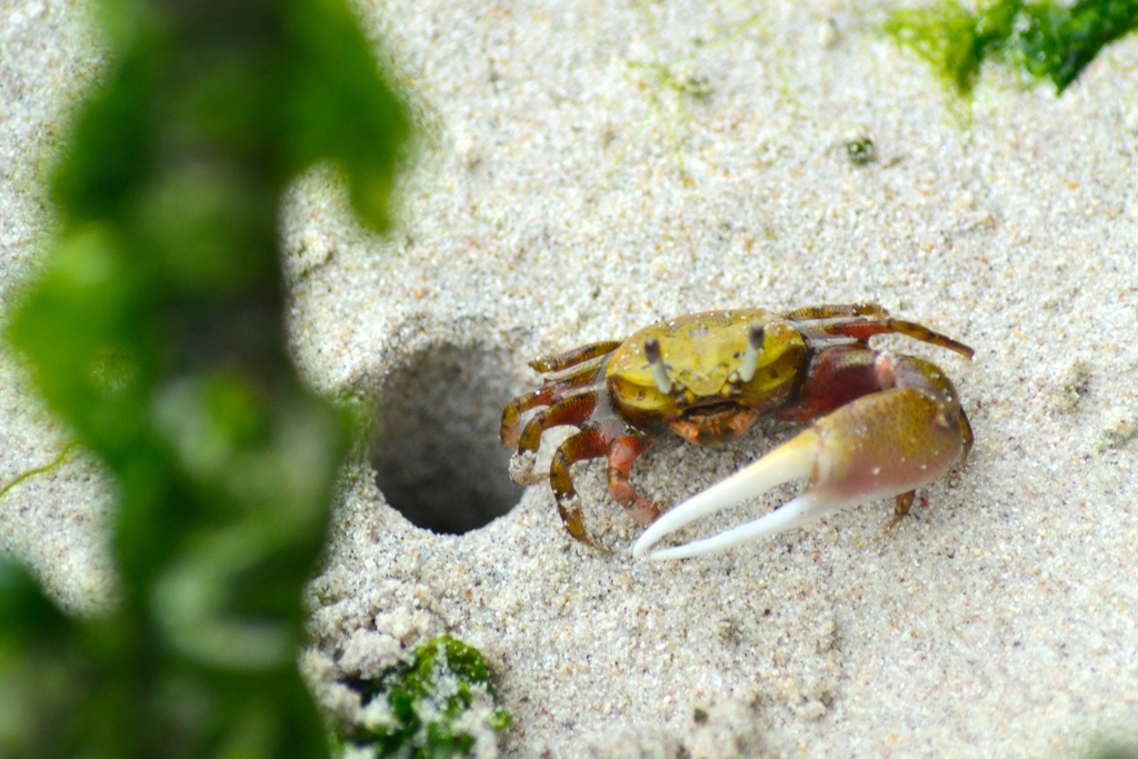 Heller's Fiddler Crab